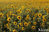 Zonnebloem (Helianthus annuus)