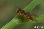 Zwartbek-bandzweefvlieg (Epistrophe melanostoma)