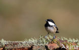 Zwarte Mees (Parus ater)