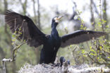 Great Cormorant (Phalacrocorax carbo)