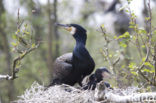 Great Cormorant (Phalacrocorax carbo)
