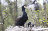 Great Cormorant (Phalacrocorax carbo)