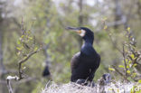 Aalscholver (Phalacrocorax carbo)