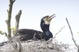 Aalscholver (Phalacrocorax carbo)