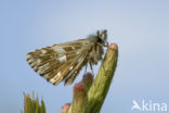 Grizzled Skipper (Pyrgus malvae)