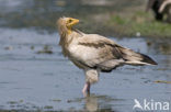 Egyptian vulture (Neophron percnopterus) 