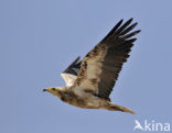 Egyptian vulture (Neophron percnopterus) 