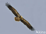 Egyptian vulture (Neophron percnopterus) 