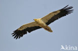 Egyptian vulture (Neophron percnopterus) 