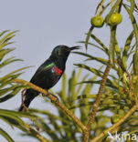 Abessijnse Honingzuiger (Nectarinia habessinica)