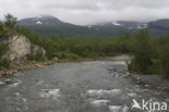 Abisko National Park