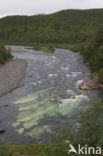 Abisko National Park