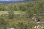 Abisko National Park