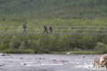 Abisko National Park