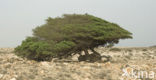 Acacia (Robinia spec.)