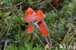 Scarlet bonnet (Mycena adonis)