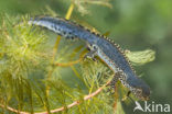 Alpine Newt (Ichthyosaura alpestris)