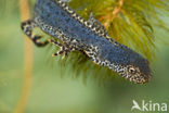 Alpine Newt (Ichthyosaura alpestris)