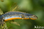 Alpine Newt (Ichthyosaura alpestris)