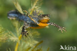 Alpine Newt (Ichthyosaura alpestris)