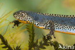 Alpine Newt (Ichthyosaura alpestris)