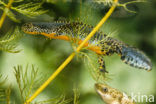 Alpine Newt (Ichthyosaura alpestris)