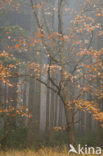 Red Oak (Quercus rubra)