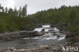 Anderdalen national park