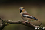 Appelvink (Coccothraustes coccothraustes)