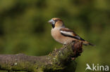 Appelvink (Coccothraustes coccothraustes)