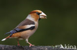 Hawfinch (Coccothraustes coccothraustes)