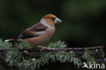 Appelvink (Coccothraustes coccothraustes)