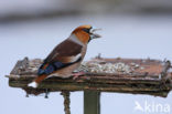 Hawfinch (Coccothraustes coccothraustes)