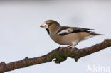 Hawfinch (Coccothraustes coccothraustes)