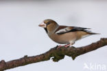 Appelvink (Coccothraustes coccothraustes)