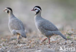 Arabische Steenpatrijs (Alectoris melanocephala)