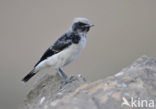 Arabische Tapuit (Oenanthe lugentoides)