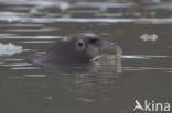 Bearded Seal (Erignathus barbatus)