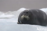 Bearded Seal (Erignathus barbatus)