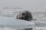 Bearded Seal (Erignathus barbatus)