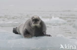 Bearded Seal (Erignathus barbatus)