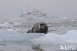 Bearded Seal (Erignathus barbatus)