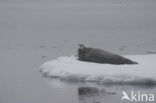 Bearded Seal (Erignathus barbatus)