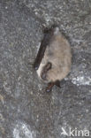 Whiskered Bat (Myotis mystacinus)