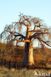 Baobab