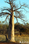 Baobab