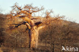 Baobab