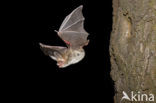 Bechstein’s Bat (Myotis bechsteinii) 