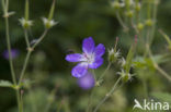 Beemdooievaarsbek (Geranium pratense)