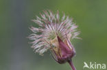 Beemdooievaarsbek (Geranium pratense)